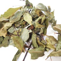 [더위치] 제주도 녹나무잎 50g Cinnamomum Camphora Camphor Leaf