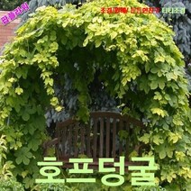 팝플라워 호프덩굴(율초) 씨앗 20립
