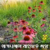 [해피플라워] 에키네시아(에키나세아) 레인보우 씨앗 100립 / 가을 파종 꽃씨