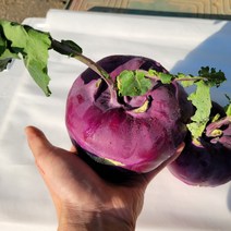 2022년 국내산 제주 햇 콜라비 적콜라비 특품 3kg 5kg 10kg [노블프레쉬], 콜라비 3kg, 1개