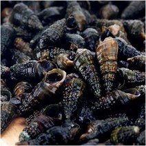 동강 생다슬기 3kg, 1개