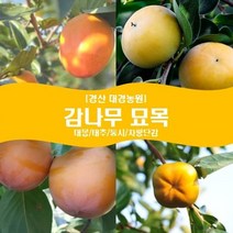 감나무 묘목2년생(접목1년) 경산대경농원 대봉/태추/둥시/차량단감 [각종 묘목/조경수/약용식물 다량보유], 대봉, 중묘