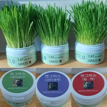 캣그라스 재배세트 고양이간식 고양이풀, 밀싹캣그라스, 50g