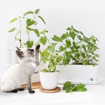 [피플랜트] 고양이 캣닢 화분 키우기, 추가옵션4. 라탄코스터