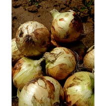 달달한 무안햇양파, 4kg(중소)