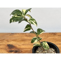 오!플랜트 무늬동백 백산반1 무늬동백나무, 1개