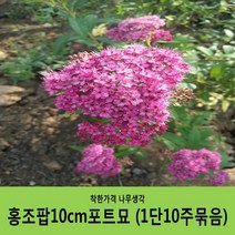 조팝나무 묶음모음, 삼색조팝H0.3~0.4(30~40cm) 10주