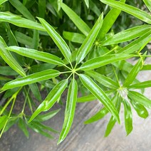 대나무 홍콩야자 쉐프렐라 S자수형 키우기쉬운 실내공기정화 반려 반음지 식물 화분, 중품 S자수형 기본포트, 1개