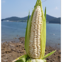 햇 미백 찰옥수수 특품, 15개