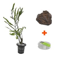 미미네아쿠아 DIY 마이플랜츠 화산석 볼비티스