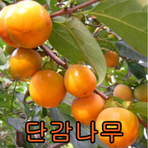 단감나무 접1년특 1그루+앵두1 묶음 나무 묘목 과일나무 유실수