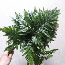 노무라 (소재) / 고속터미널꽃시장 꽃도매 서리풀플라워
