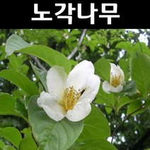 노각 실생2년(뿌리) 5개/나무 묘목/활엽수/조경수/관상수