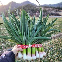 당일수확발송 햇 풋마늘 풋마늘대 1kg 마늘대 국산 마늘잎 잎마늘, 깐풋마늘1kg