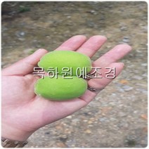 목하원예조경 매실나무 묘목(왕매실)접목1년특묘