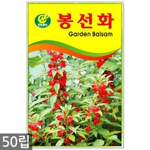 강낭콩 2g - 콩 씨 씨앗 강낭콩씨앗 강남콩씨앗 강낭콩씨, 11_청농_봉선화(50립)