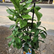 레몬나무 포트 공기정화 반려식물 유실수, 1개
