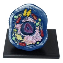 동물세포 구조이해 리보솜 관찰 소형모형 단위모형 의료기관 세포관찰 기능