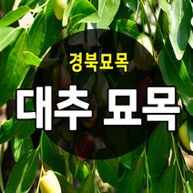 [경북농원] 대추나무묘목 접목 특묘 (왕대추/복조대추/사과대추), 사과대추 접목  2년생 중묘