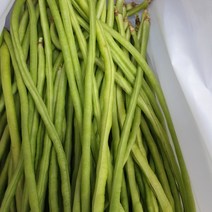 국내산 해남 줄콩 롱빈 그린빈스 베트남콩, 중량 500g, 1개