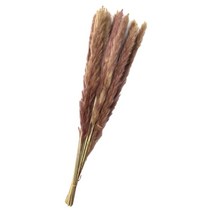 GHSHOP 말린 억새 풀 무리 꽃다발 Phragmites 갈대 꽃, 길이 50cm, 말린 꽃, 멀티 컬러 15Pcs