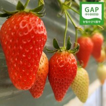논산 킹스베리 대왕 생딸기 산지직송 GAP 딸기 설향 고당도 왕딸기, 설향 딸기, 2. 1kg 500g 2팩