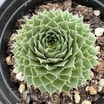 [올식스] 데니바위솔 노지월동 석부작재료 야생화 다육식물 플랜테리어 반려식물 공기정화식물 개업화분