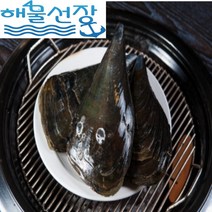 [해물선장] 싱싱한 자연산 남해안 키조개 / 3마리 6마리 9마리