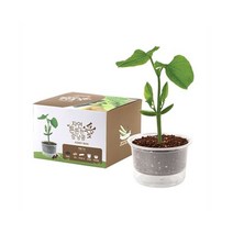 강낭콤 강낭콩 씨앗 재배 기르기키트 이름표증정, 1개