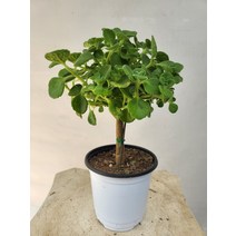 15~30cm 119 딱 좋은 크기 장미허브 외목대 소중품