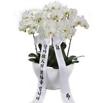 (주)99플라워 명품 조의.근조 흰호접난(흰색 사기분) [ST-FB190]