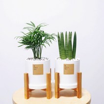 꽃피우는청년 원예 초보자를 위한 실내공기정화식물 2종 세트 (스투키 테이블야자), 무광 원형 화이트+우드스탠드