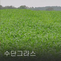 엔앤케이 수단그라스 씨앗 1kg 녹비작물 종자, 1개