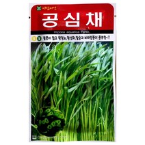 공심채씨앗 200알 동남아 국민채소 리아오 씨앗