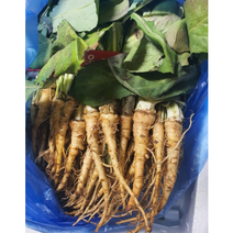 쌉싸름 향기좋은 노지 꼬들빼기 1.5KG 해풍 꼬들빼기 고들빼기 김치 국산꼬들빼기 생꼬뜰빼기, 1개