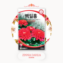 백일홍 꽃씨앗 100립 꽃밭만들기 화단 조경 종자 꽃씨