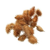 초등 과학교구 2학기 갈고리모양 도꼬마리열매(약50개) 식물관찰 식물