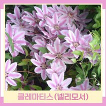 클레마티스 넬리모서 큰꽃으아리 포트묘 1개