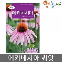 에키네시아씨앗 100립 국화과 허브 씨앗 종자 정원 씨, 에키네시아