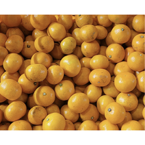 10월10일 예약판매 제주직송 제주 노지감귤 1.5kg 3kg 중대과 로얄과 소과 초고당도 제주감귤 제주밀감, 1박스, 로얄과 1.5kg