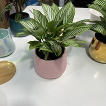 수경재배 청배자배 실내 거실 흡수포름알데히드 내음록 벨벳블라우스