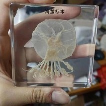 신제품 해양 수지 표본 호박 파충류 실제 동물 열대어 게 교육 관찰. 가정 12 월, 07 16