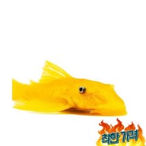 어 열대어[청소물고기] L-144 안시 숏핀 유어물고기 키우기
