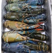 동아씨푸드 크레이피쉬 민물가재 마라롱샤 800g, 16-20미