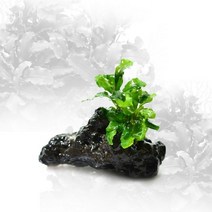 헬로아쿠아 모음)심쿵 수초아이템 160종 쉬운수초 어항장식 열대어 어항꾸미기 수족관꾸미기, 30번)미니화산석 부세활착