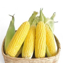 햇 냉동 꿀초당옥수수/냉동황금대학찰2가지, 9개입, 냉동꿀초당옥수수1박스