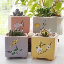 사각 다육화분 4종세트, 4종화분+다육4+배양토