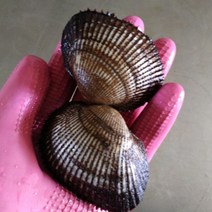통영가리비 홍가리비외 해산물 골라담기, 1개, 피꼬막1kg