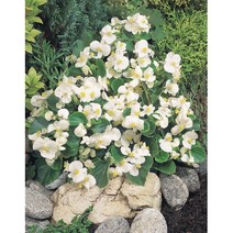 씨앗 베고니아 수퍼올림피아 화이트10립