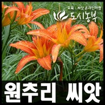 원추리 씨앗/야생화 종자/용량 30립씩 판매/도시농부